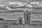 Mother and calf Amboseli elephants-Amboseli National Park-Africa Art Print
